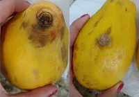 Tirar um pedaço da fruta que está estragada e comer o resto faz mal? imagem
