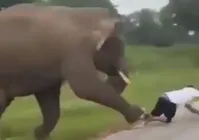 Turista tenta tirar selfie com elefante é pisoteado pelo animal imagem