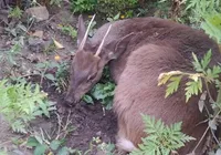 Veado silvestre atacado por cães é resgatado na Chapada Diamantina imagem