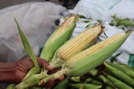 Abramilho mostra potencial China e Japão para o Brasil - Imagem