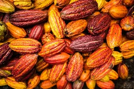 Lula suspende importações de cacau da Costa do Marfim após apelo de baianos - Imagem