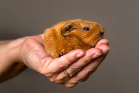 Hamsters: saiba se animais são pets e realmente indicados para crianças - Imagem