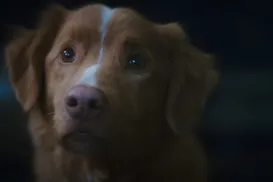 Terror animal: confira filmes assustadores que colocam bichos nos holofotes - Imagem