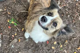 Vira lata é o queridinho dos baianos - Imagem
