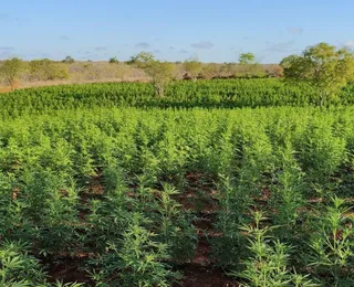 200 mil pés de maconha são destruídos pela PM em operação na Bahia
