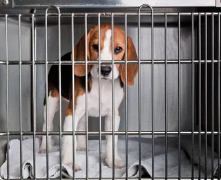 Brasil proíbe testes em animais para cosméticos; veja novas regras
