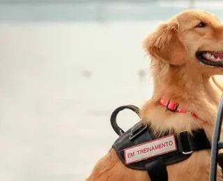 Cães de serviço alertam donos e salvam vidas de pessoas com diabetes