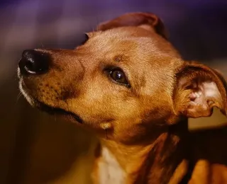Dia do cachorro SRD: "caramelos" e vira-latas são preferência nos lares brasileiros
