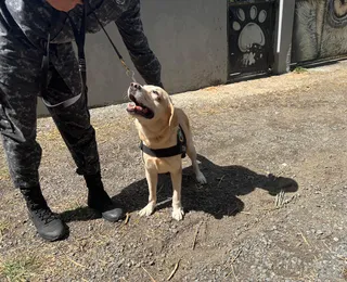 Cães trabalhadores ajudam PM a encontrar droga e pessoas desaparecidas