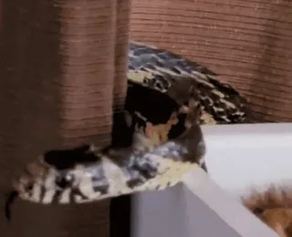 Cobra de 2 metros é encontrada dentro de berço de bebê