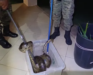 Cobra de 2 metros é capturada em área residencial na RMS; veja vídeo