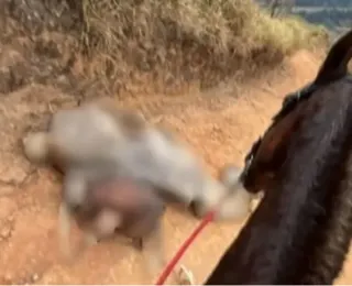 “Cortei por cortar”: homem desabafa após decepar patas de cavalo