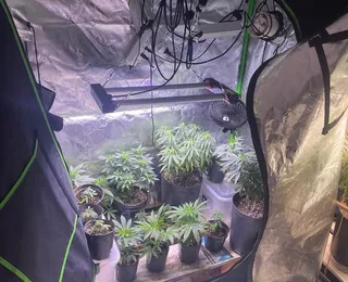 Estufas com maconha são descobertas em apartamento no Rio Vermelho