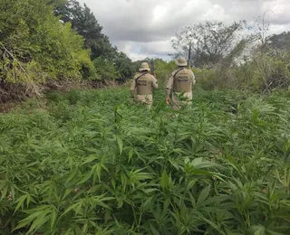 Fogo? Mais de 1.800 pés de maconha são destruídos pela PM na Bahia