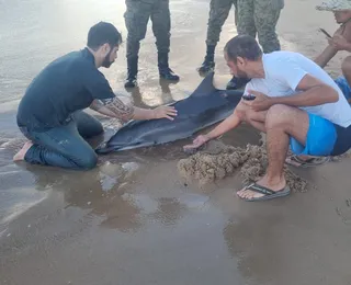 Golfinho é encontrado ferido em praia de Salvador