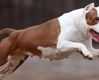 Governo aprova lei e proíbe circulação de cães pitbull