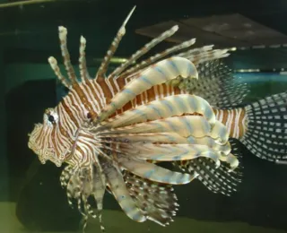 Invasor! Peixe venenoso e com 18 espinhos é encontrado no sul da Bahia - Imagem
