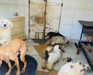 Mulher mantinha 60 animais entre cães e gatos em Feira de Santana