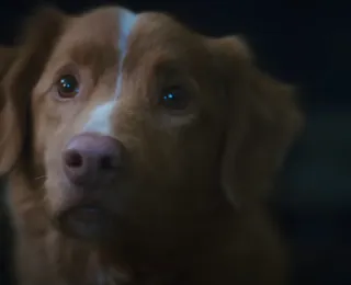 Terror animal: confira filmes assustadores que colocam bichos nos holofotes