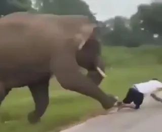 Turista tenta tirar selfie com elefante é pisoteado pelo animal