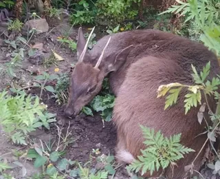 Veado silvestre atacado por cães é resgatado na Chapada Diamantina