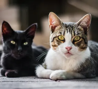 Câncer de mama em gatas e cadelas é tratável e tem remissão - Imagem