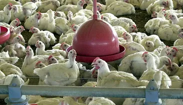 Bahia estende alerta contra circulação do vírus H5N1