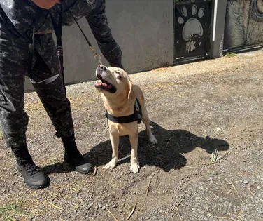 Cães trabalhadores ajudam PM a encontrar droga e pessoas desaparecidas - Imagem