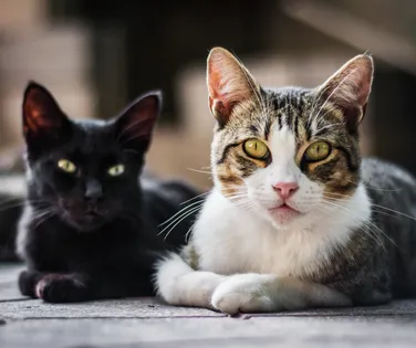 Câncer de mama em gatas e cadelas é tratável e tem remissão - Imagem