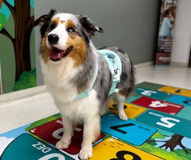 Terapia com pets oferece conforto a pacientes de hospital de Salvador - Imagem