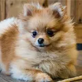 Cães que parecem filhotes para sempre: 7 raças que ganham pela fofura imagem
