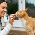 Esporotricose: 60% das pessoas infectadas por doença transmitida por gatos são mulheres imagem