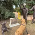 A maior decepção de um golden retriever: ele achou que uma estátua jogaria a bolinha imagem