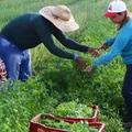 Governo libera R$ 12 bi em crédito para produtores rurais imagem