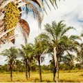 Hubs de Vida na Caatinga imagem