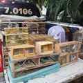 Mais de 270 aves silvestres são apreendidas em operações ambientais imagem