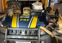 Cães farejadores encontram cocaína e munições dentro de ônibus na Bahia