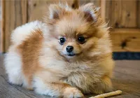 Cães que parecem filhotes para sempre: 7 raças que ganham pela fofura imagem