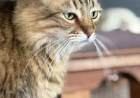 Doença fúngica que passa de gatos para humanos alerta para cuidados