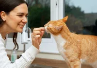 Esporotricose: 60% das pessoas infectadas por doença transmitida por gatos são mulheres imagem
