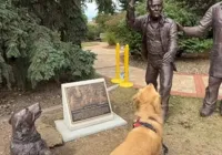 A maior decepção de um golden retriever: ele achou que uma estátua jogaria a bolinha