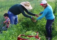 Governo libera R$ 12 bi em crédito para produtores rurais