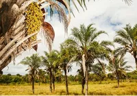 Hubs de Vida na Caatinga