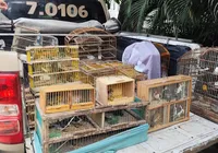 Mais de 270 aves silvestres são apreendidas em operações ambientais