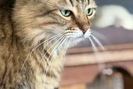 Casos de doença fúngica são alerta para redobrar cuidados com a saúde única - Imagem