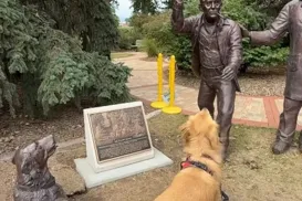 A maior decepção de um golden retriever: ele achou que uma estátua jogaria a bolinha - Imagem