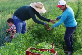 Governo libera R$ 12 bi em crédito para produtores rurais - Imagem