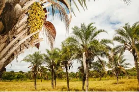 Hubs de Vida na Caatinga - Imagem