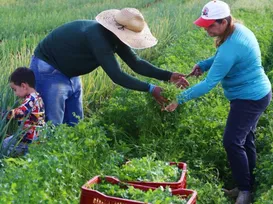 Governo libera R$ 12 bi em crédito para produtores rurais - Imagem