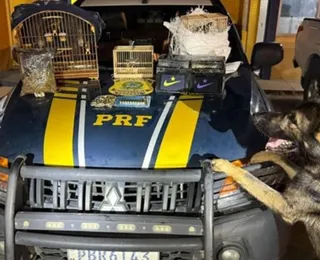 Cães farejadores encontram cocaína e munições dentro de ônibus na Bahia